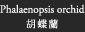 胡蝶蘭